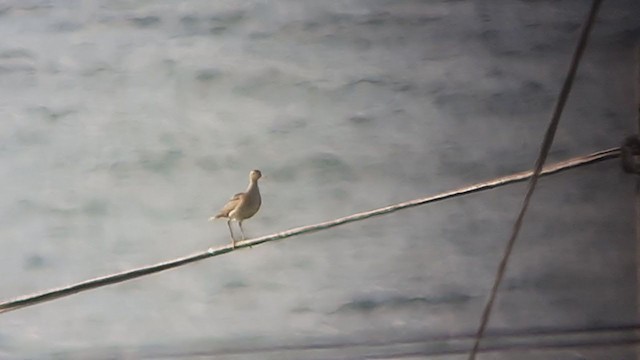 Upland Sandpiper - ML268039681