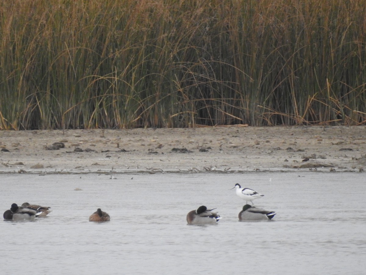 Avoceta Común - ML268040041