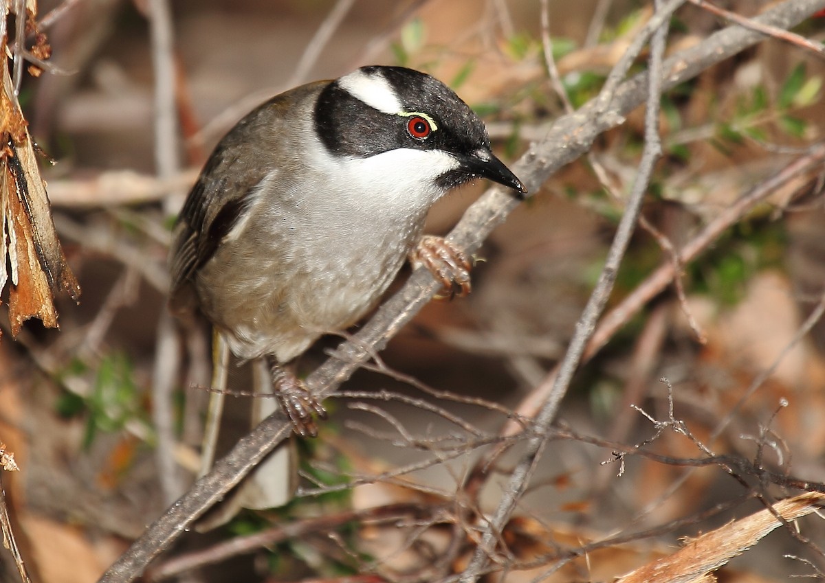 Strong-billed Honeyeater - Michael Rutkowski