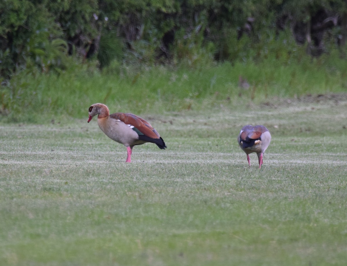 Egyptian Goose - A Emmerson