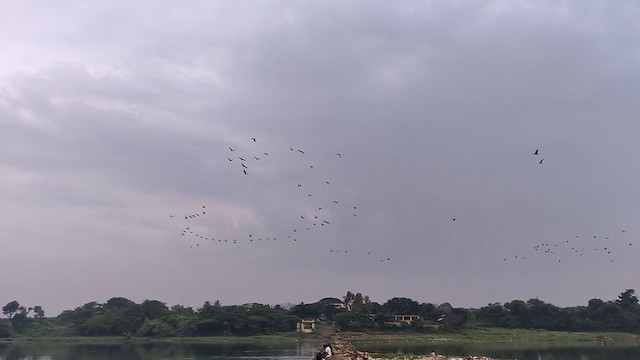 Indian Cormorant - ML268042221