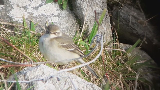 Eastern Yellow Wagtail - ML268043271