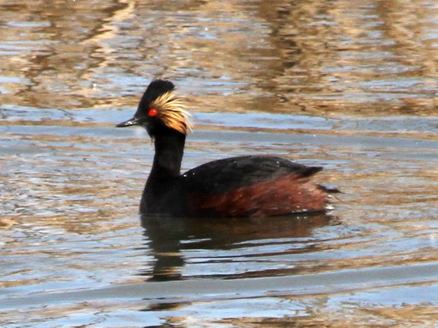 Eared Grebe - ML26804481