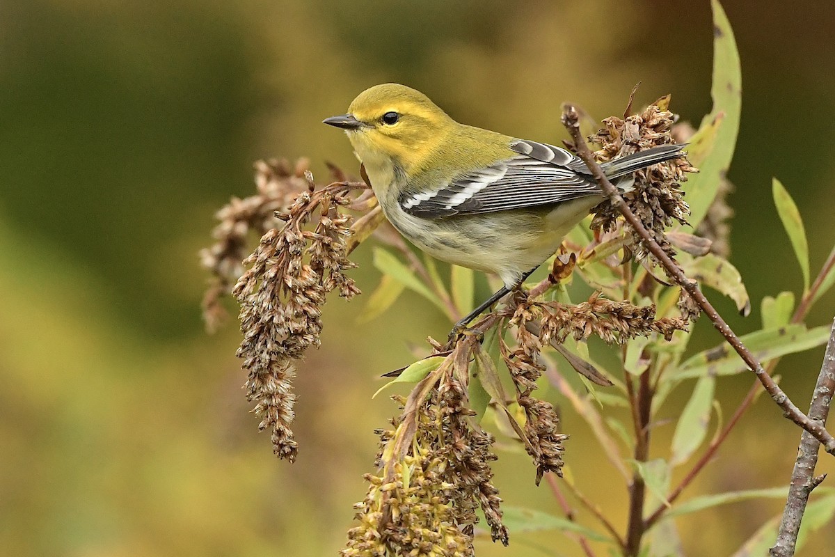 Black-throated Green Warbler - R. Stineman