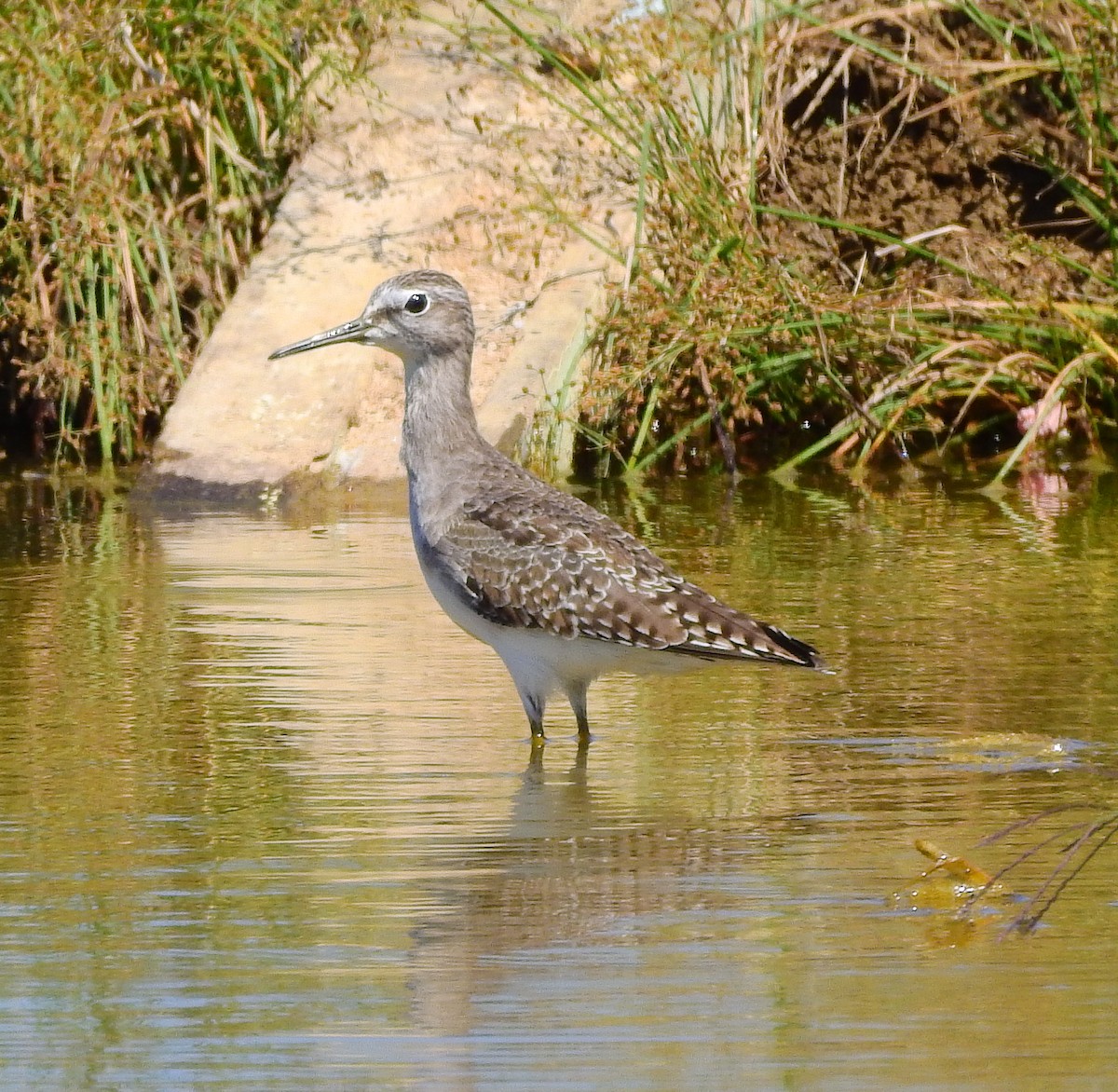 Wood Sandpiper - Arlango Lee