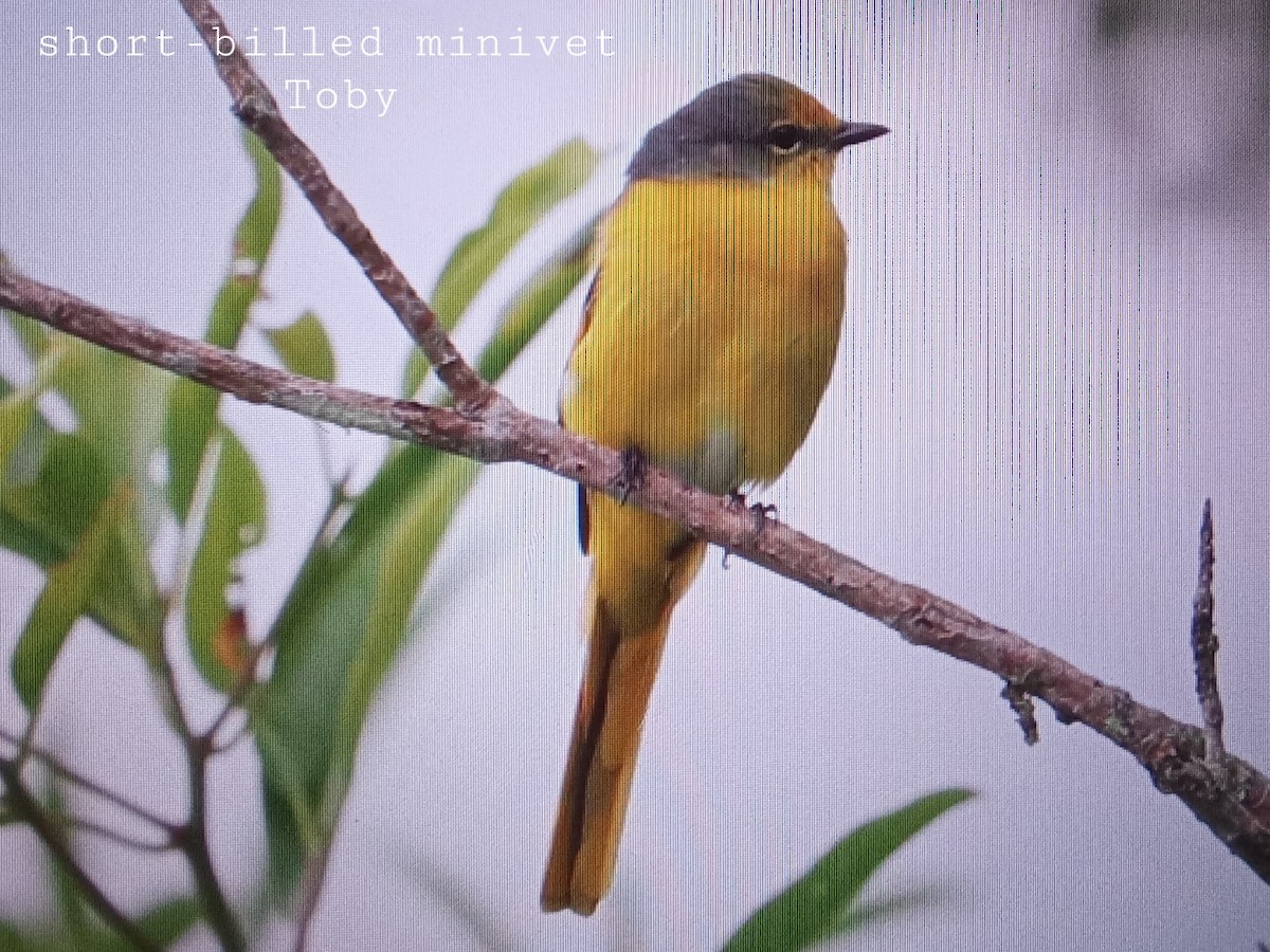 Short-billed Minivet - Trung Buithanh
