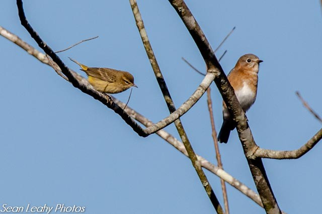 Palm Warbler - ML268045781