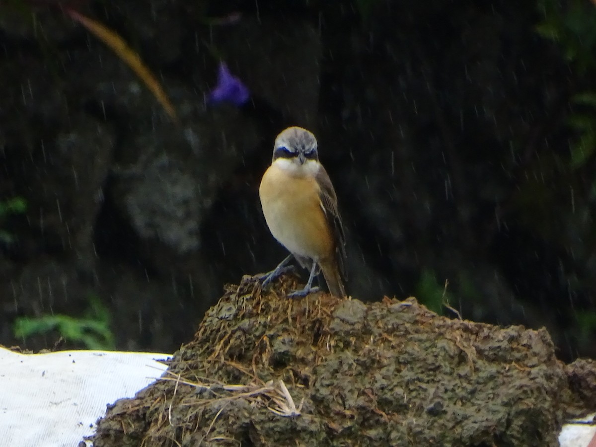 Brown Shrike - ML268048681