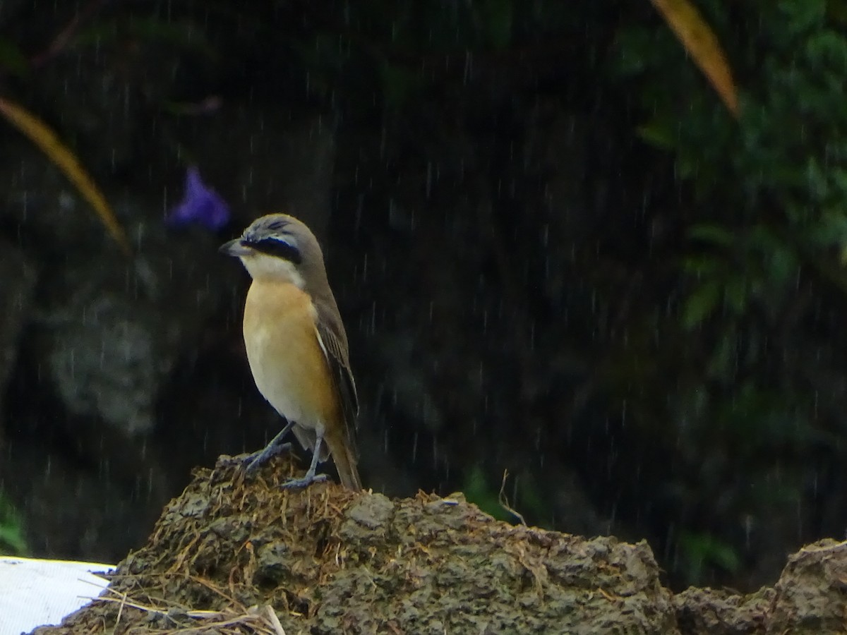 Brown Shrike - ML268048701