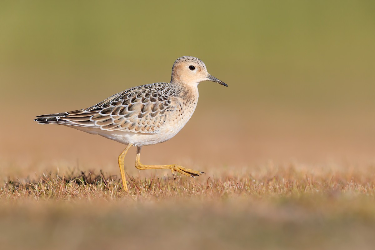 Buff-breasted Sandpiper - ML268050691