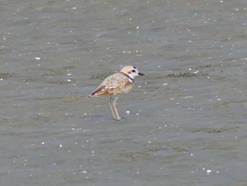 Malaysian Plover - ML268051221