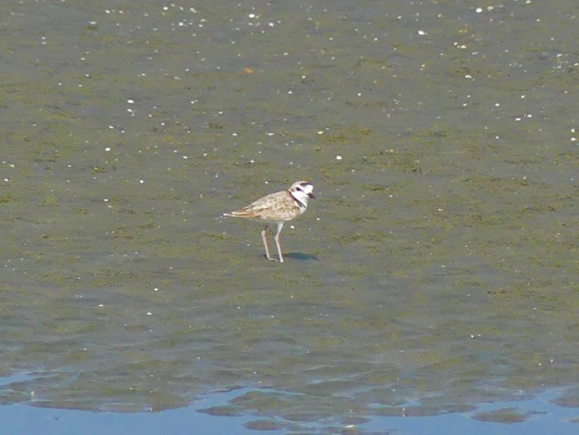 Malaysian Plover - ML268051231