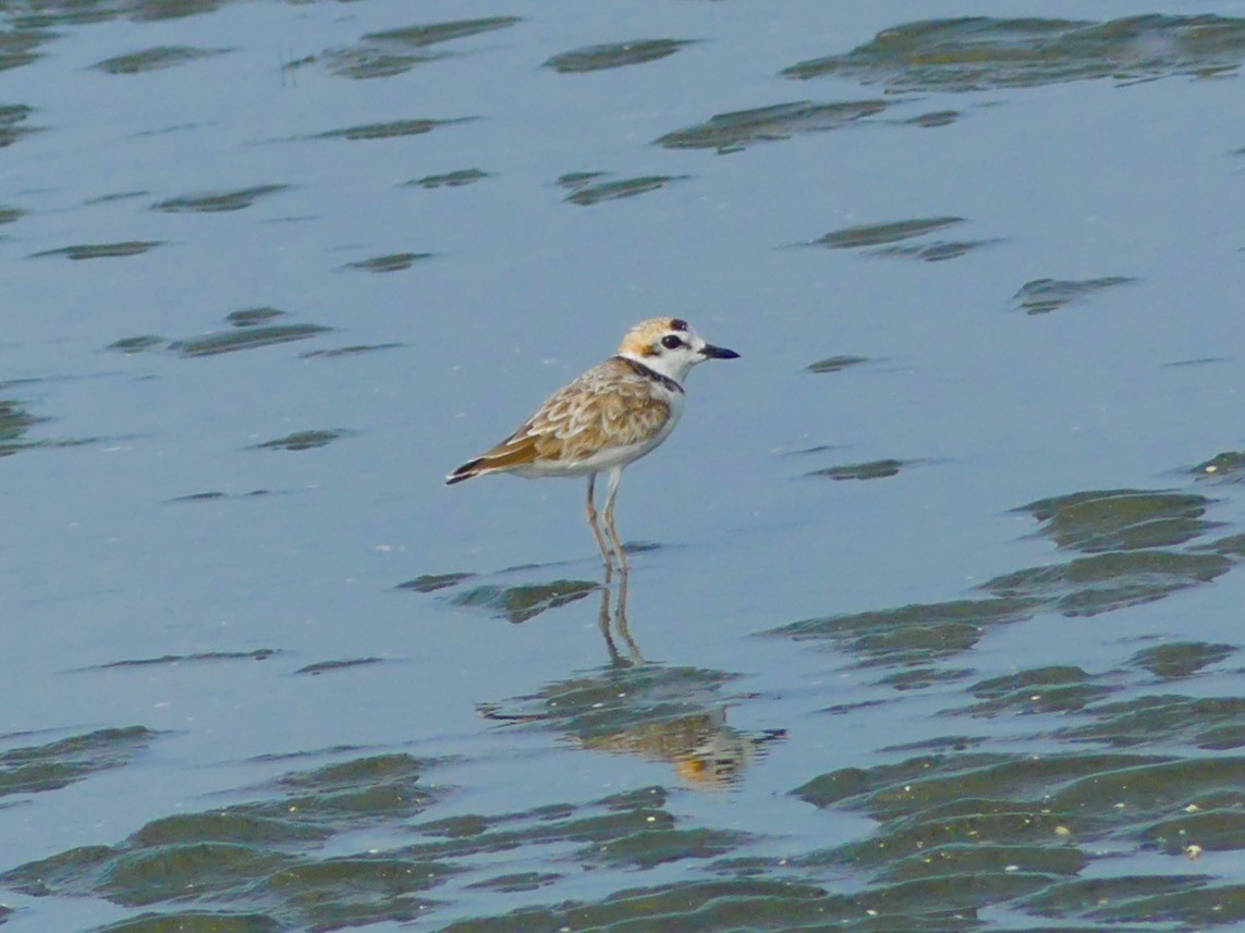 Malaysian Plover - ML268051261