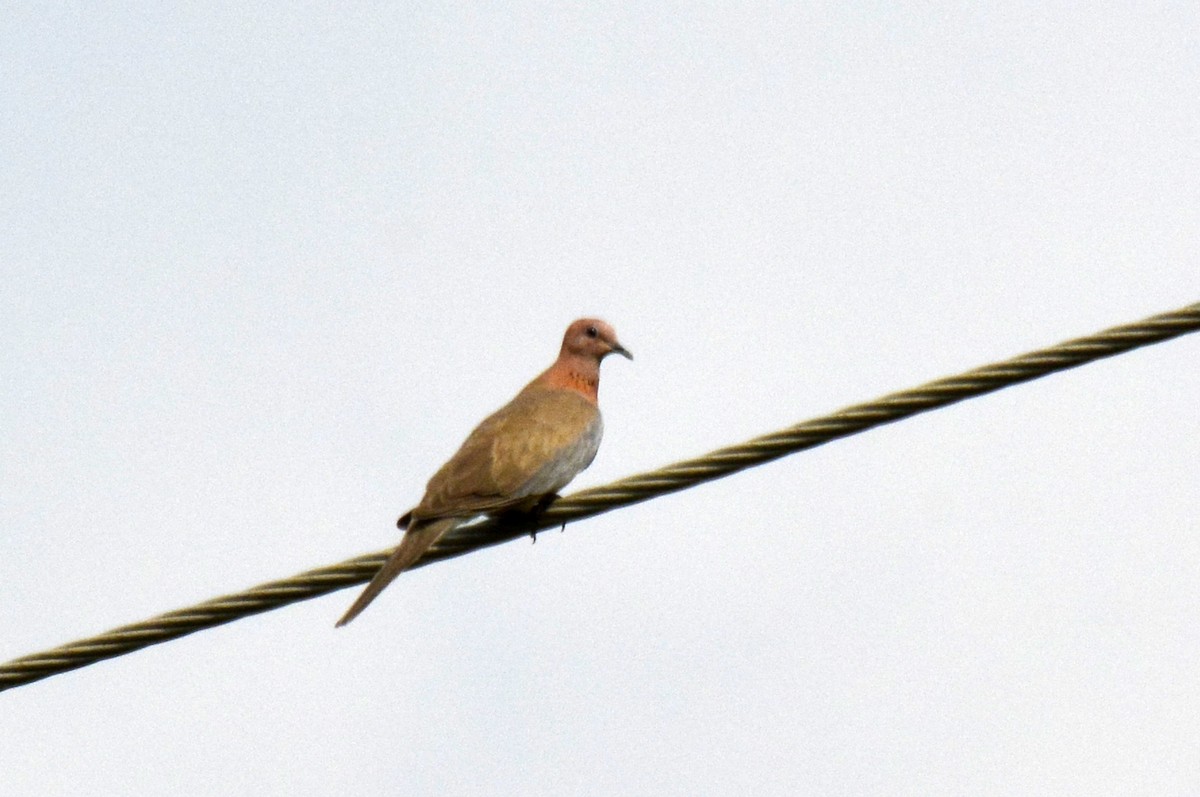 Laughing Dove - ML268051771