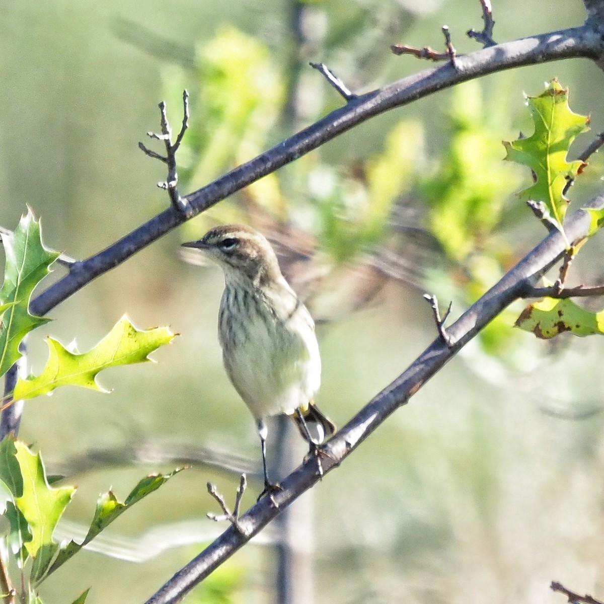 Palm Warbler (Western) - ML268052811