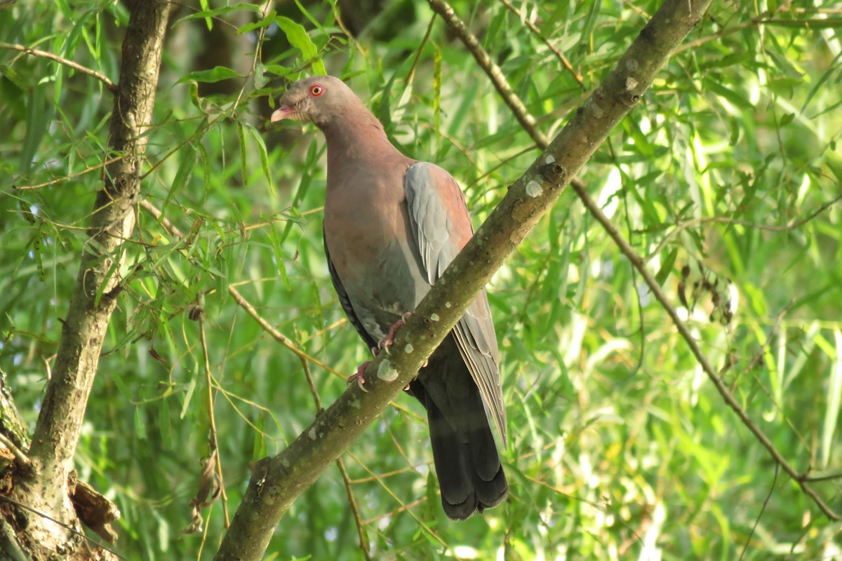 Pigeon à bec rouge - ML268054921