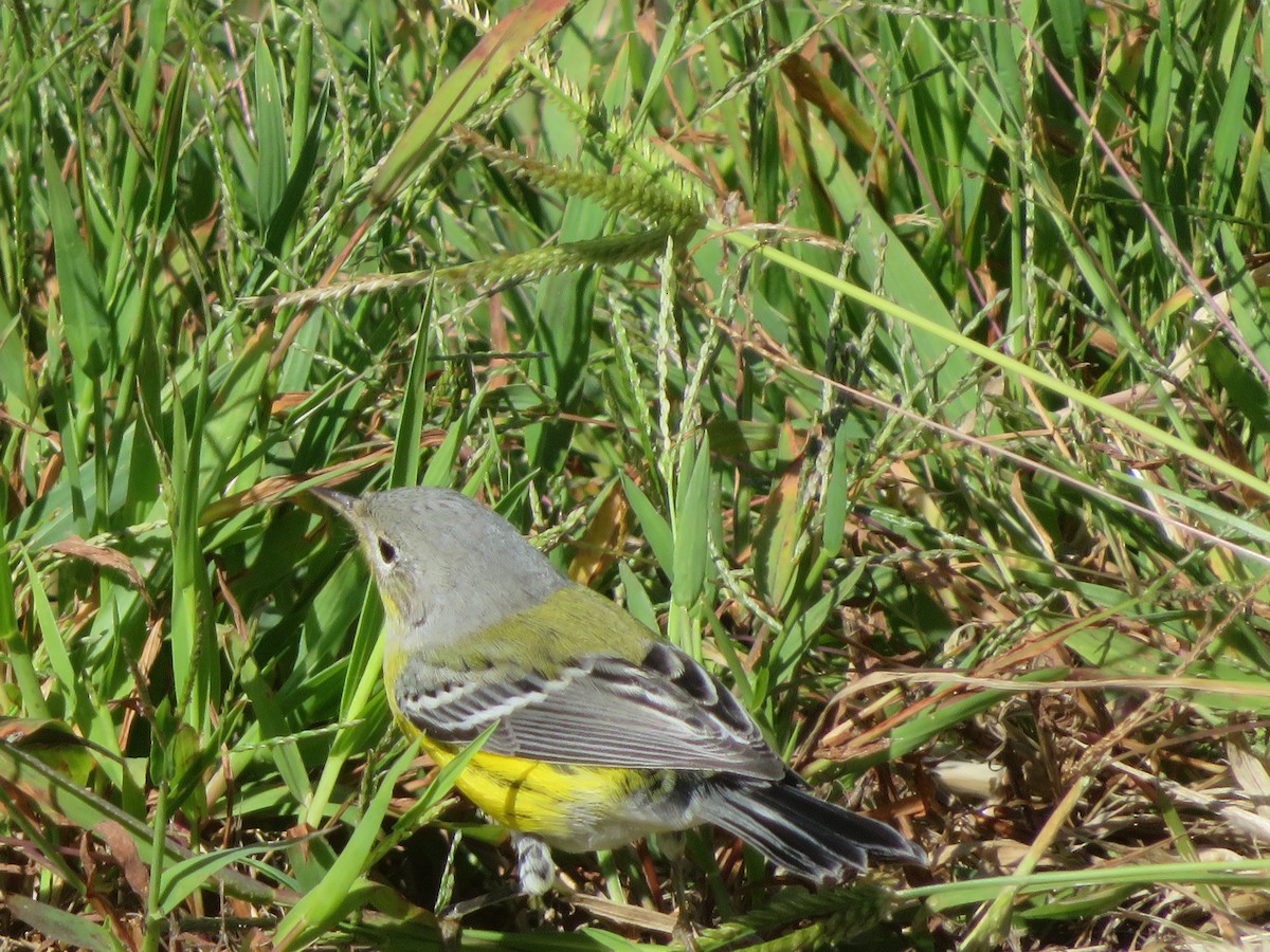 Magnolia Warbler - ML268055351