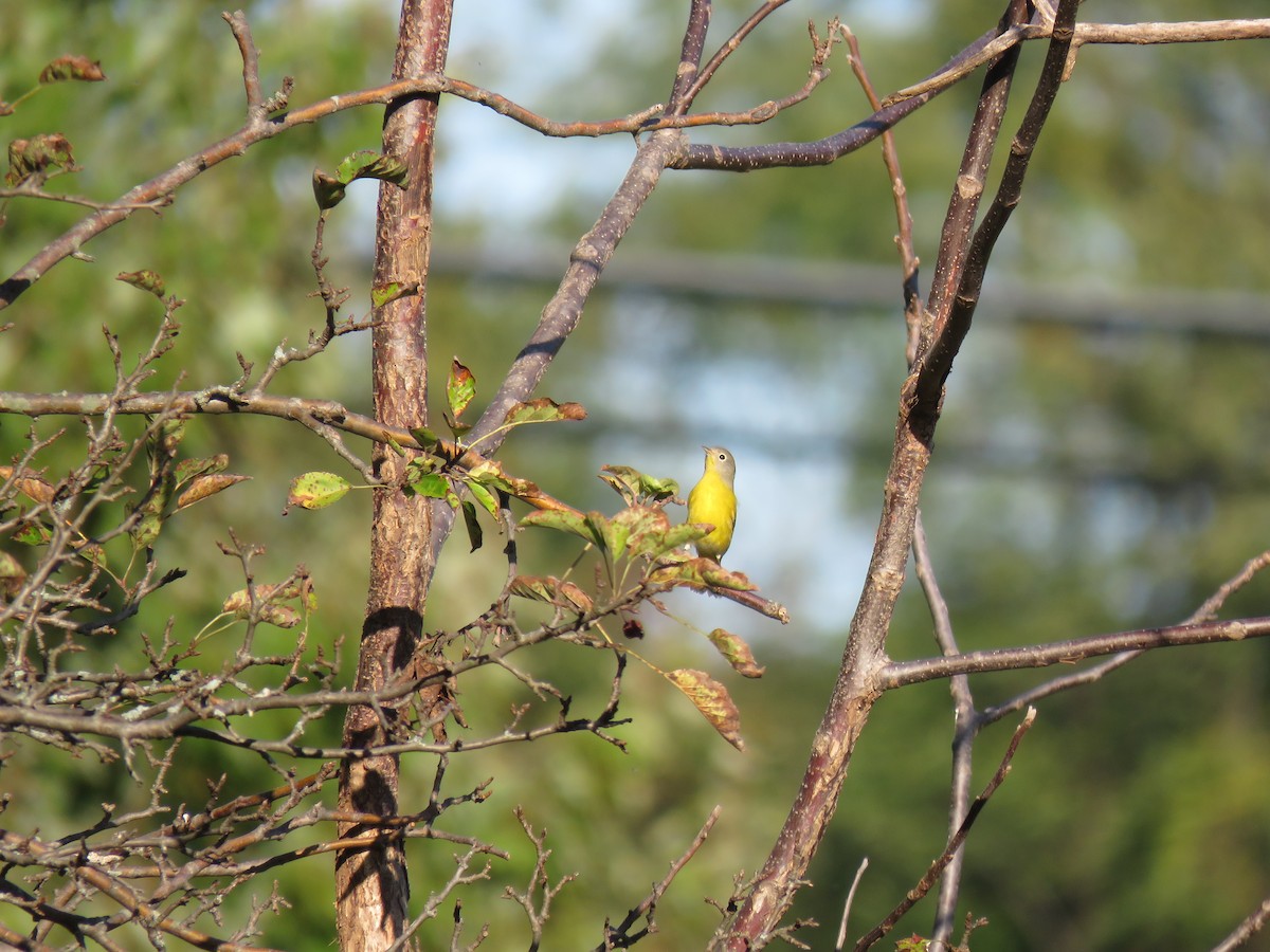 Nashville Warbler - ML268057891