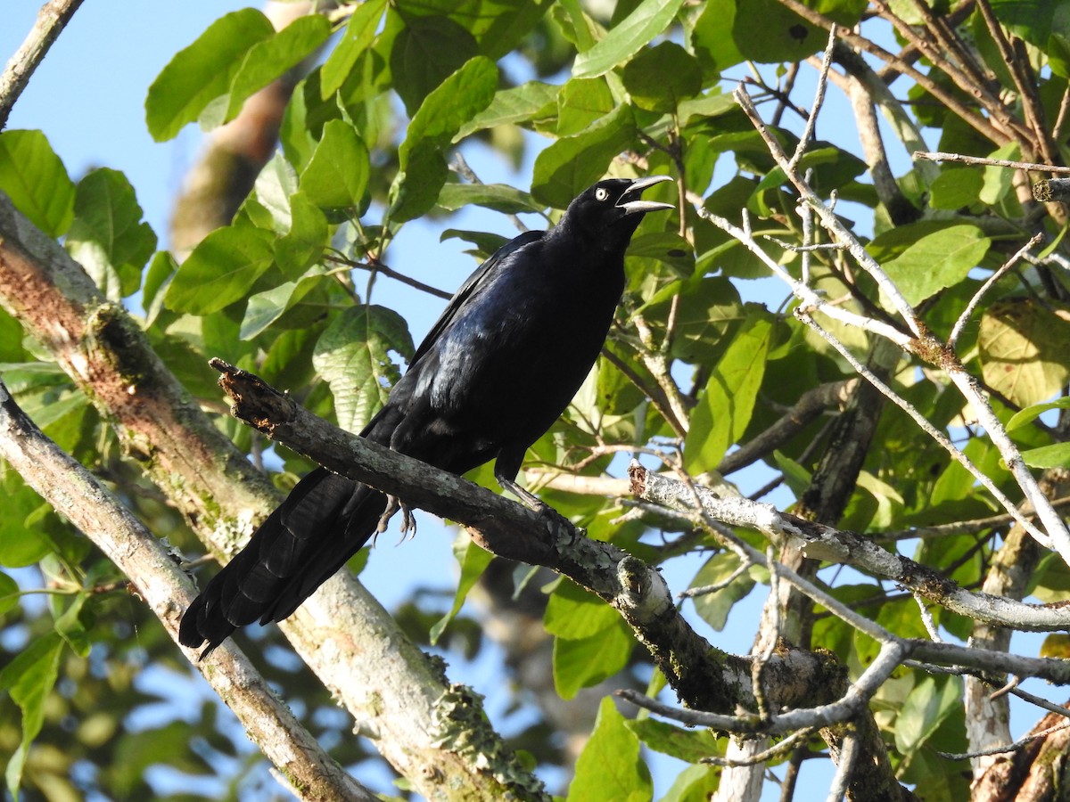 Great-tailed Grackle - ML268058231