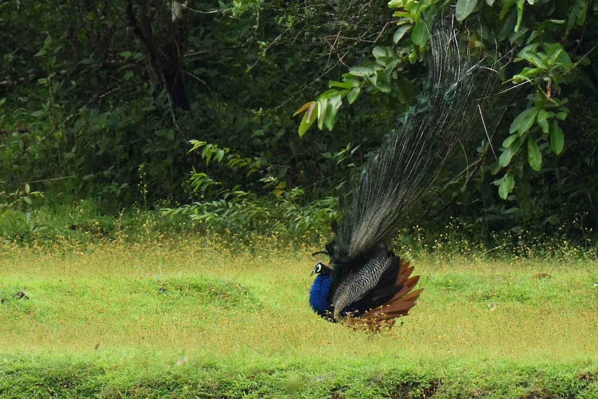 Indian Peafowl - ML268059821