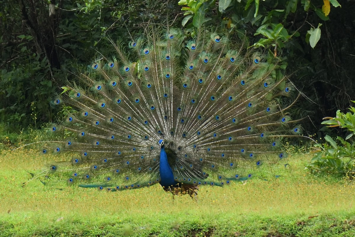 Indian Peafowl - HARISH K