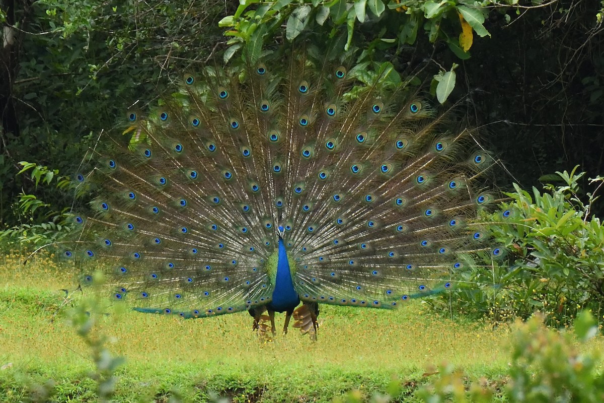 Indian Peafowl - ML268059851