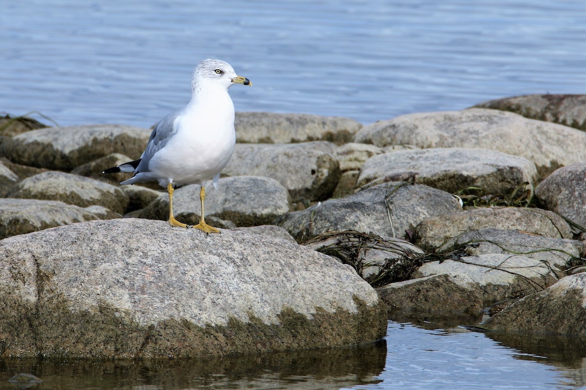 Ring-billed Gull - ML268059931