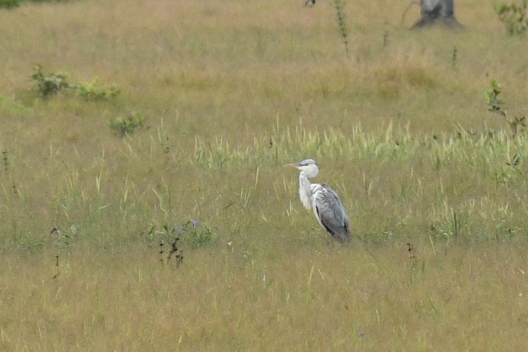 Gray Heron - HARISH K