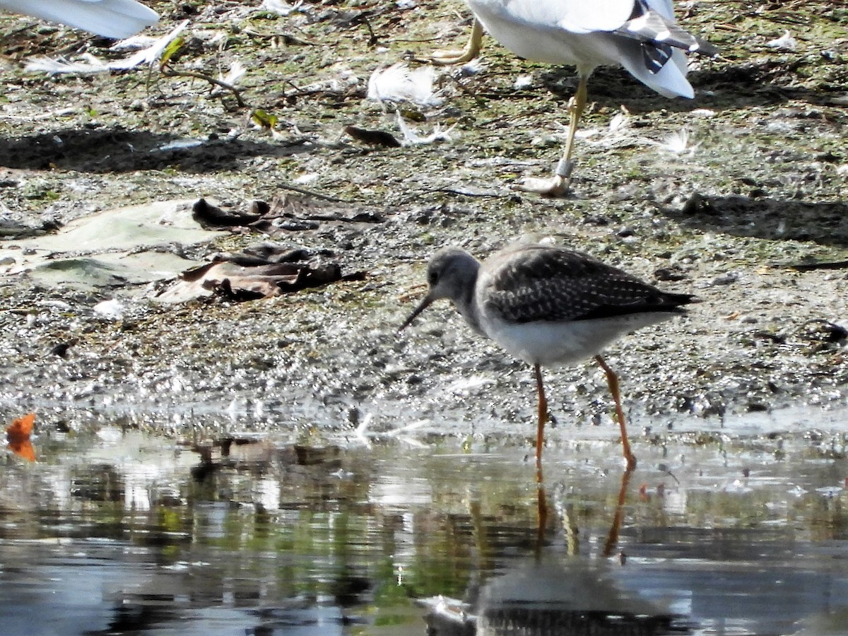 Lesser Yellowlegs - ML268060251