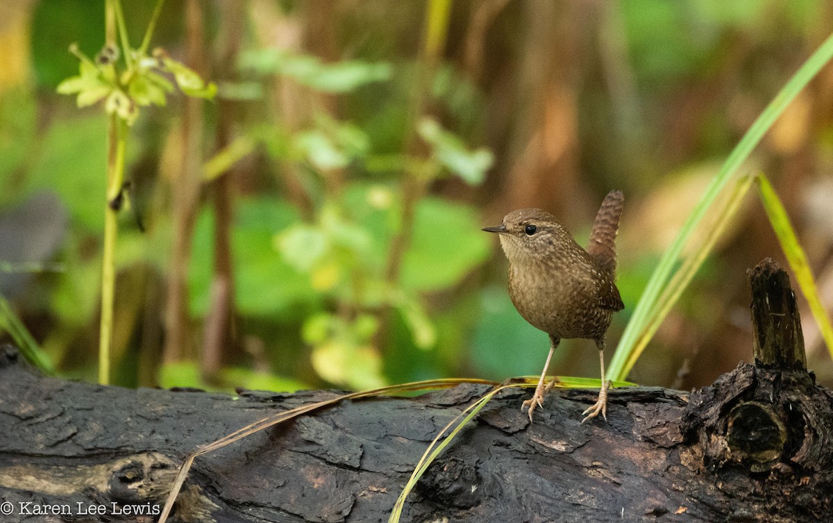Winter Wren - Karen Lee Lewis