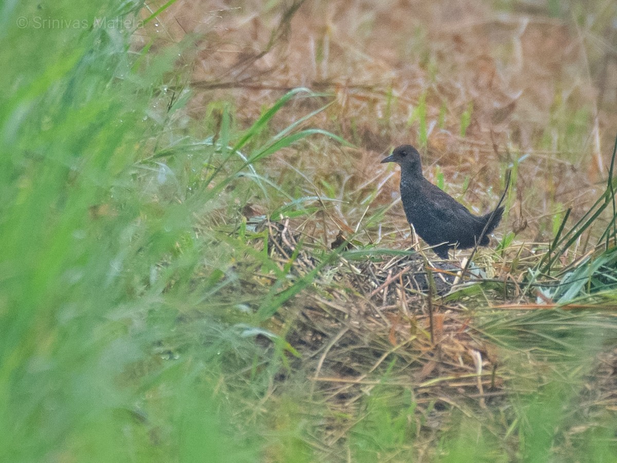 Brown Crake - ML268060611