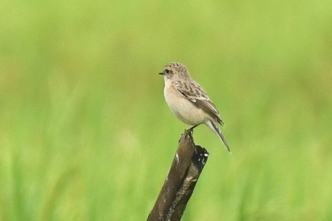 Siberian Stonechat - HARISH K