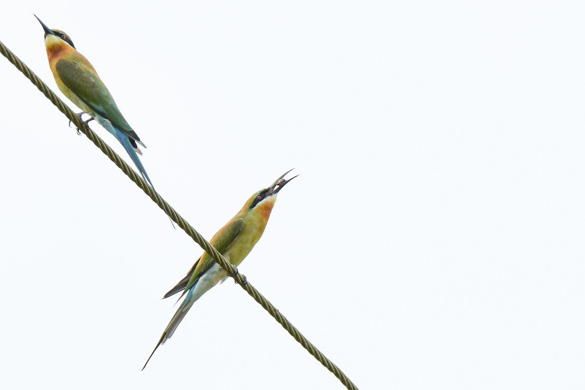 Blue-tailed Bee-eater - HARISH K