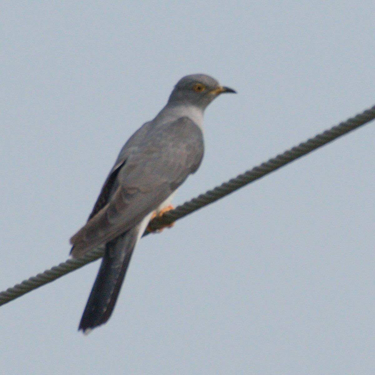 Common Cuckoo - ML268060741