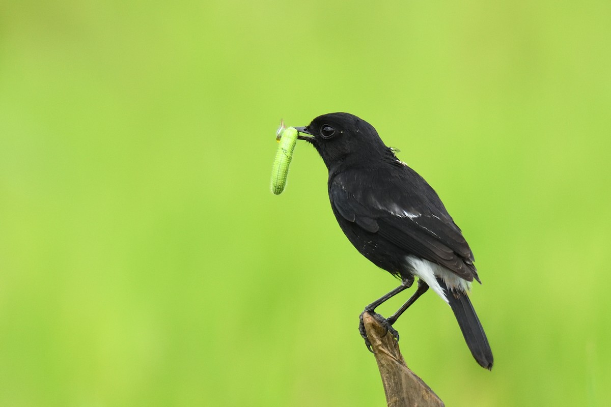 Pied Bushchat - HARISH K