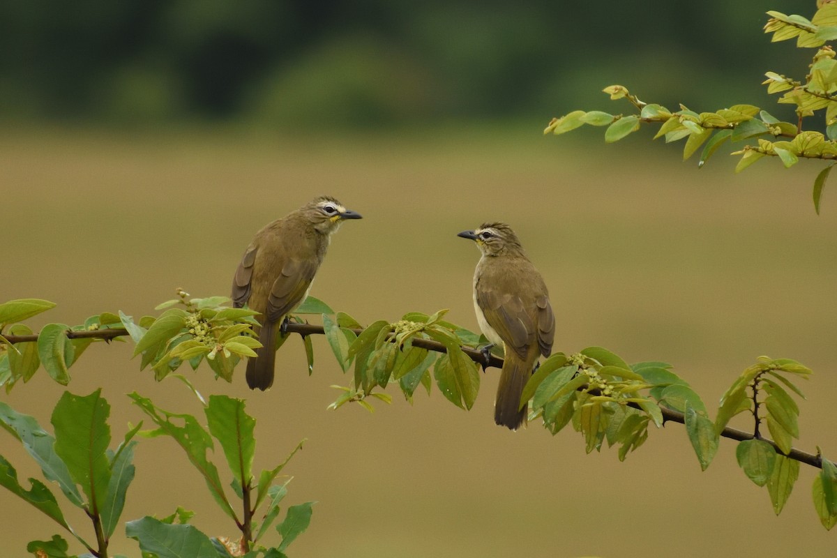 White-browed Bulbul - HARISH K