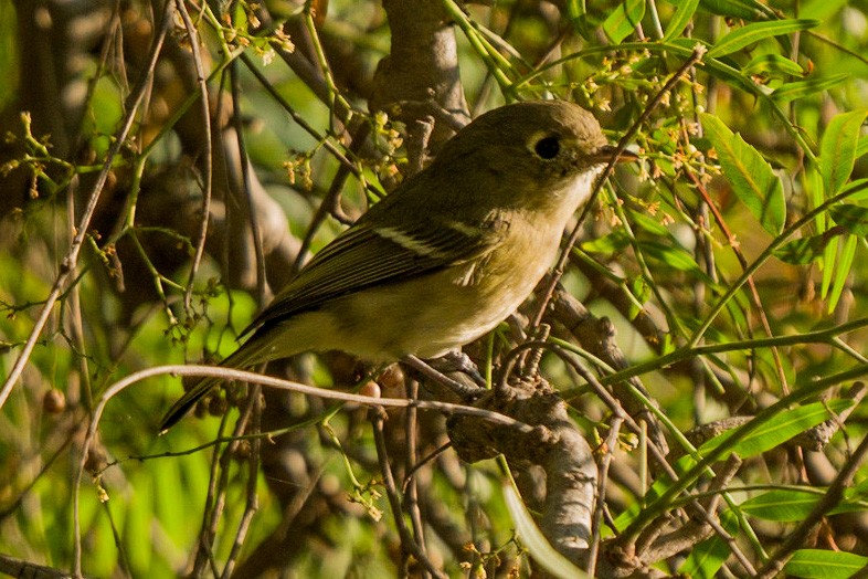 eikevireo - ML268061051