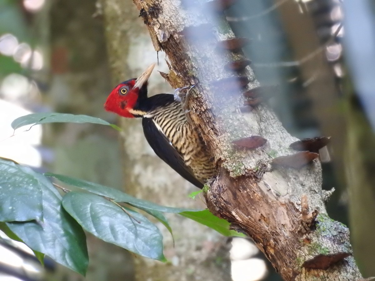 Pale-billed Woodpecker - Colin Smith