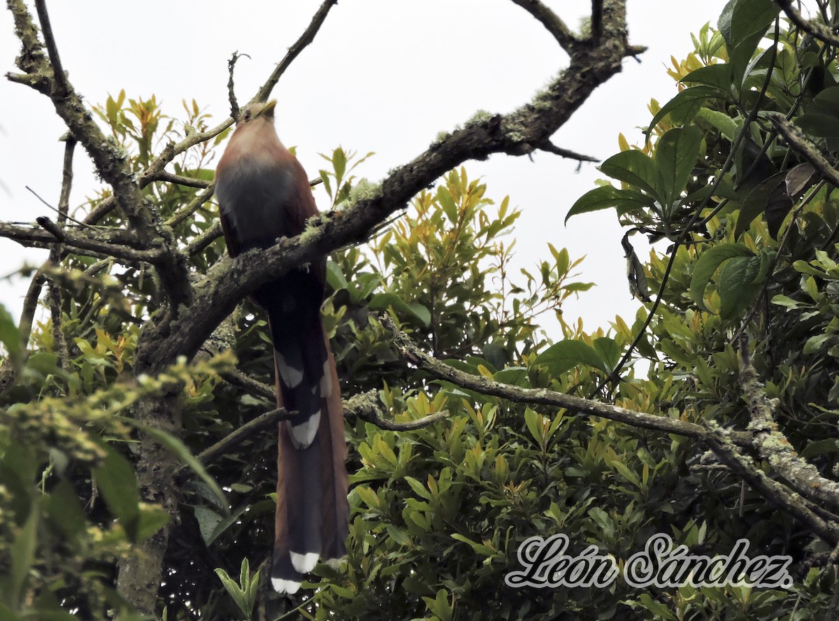 Squirrel Cuckoo - Leon Sánchez Astro