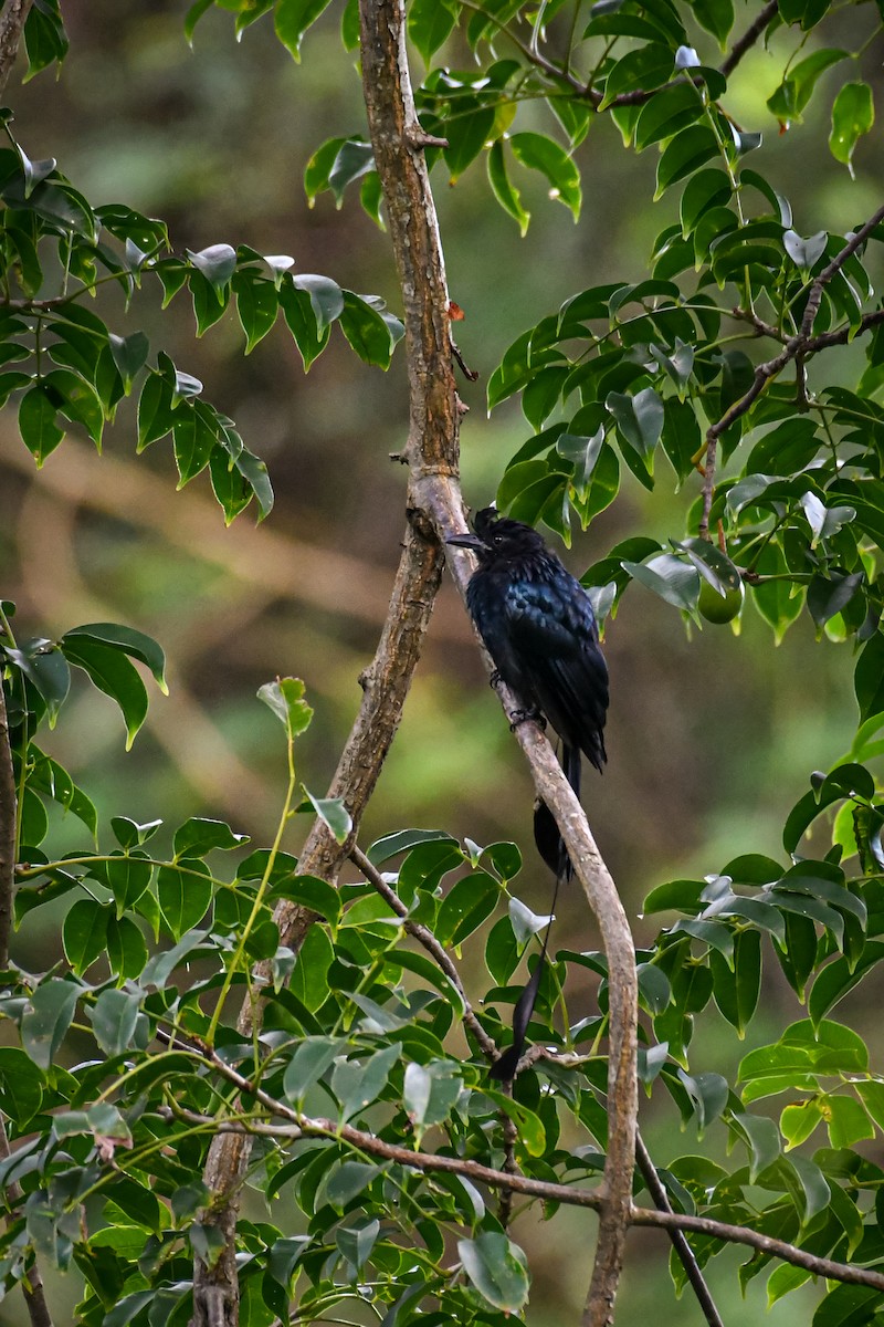 Greater Racket-tailed Drongo - ML268064721