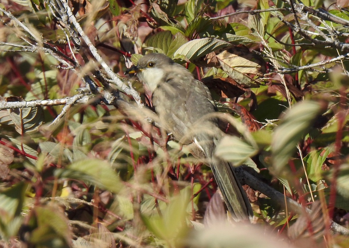 Yellow-billed Cuckoo - ML268065541