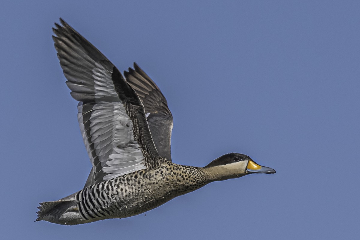 Silver Teal - Amed Hernández