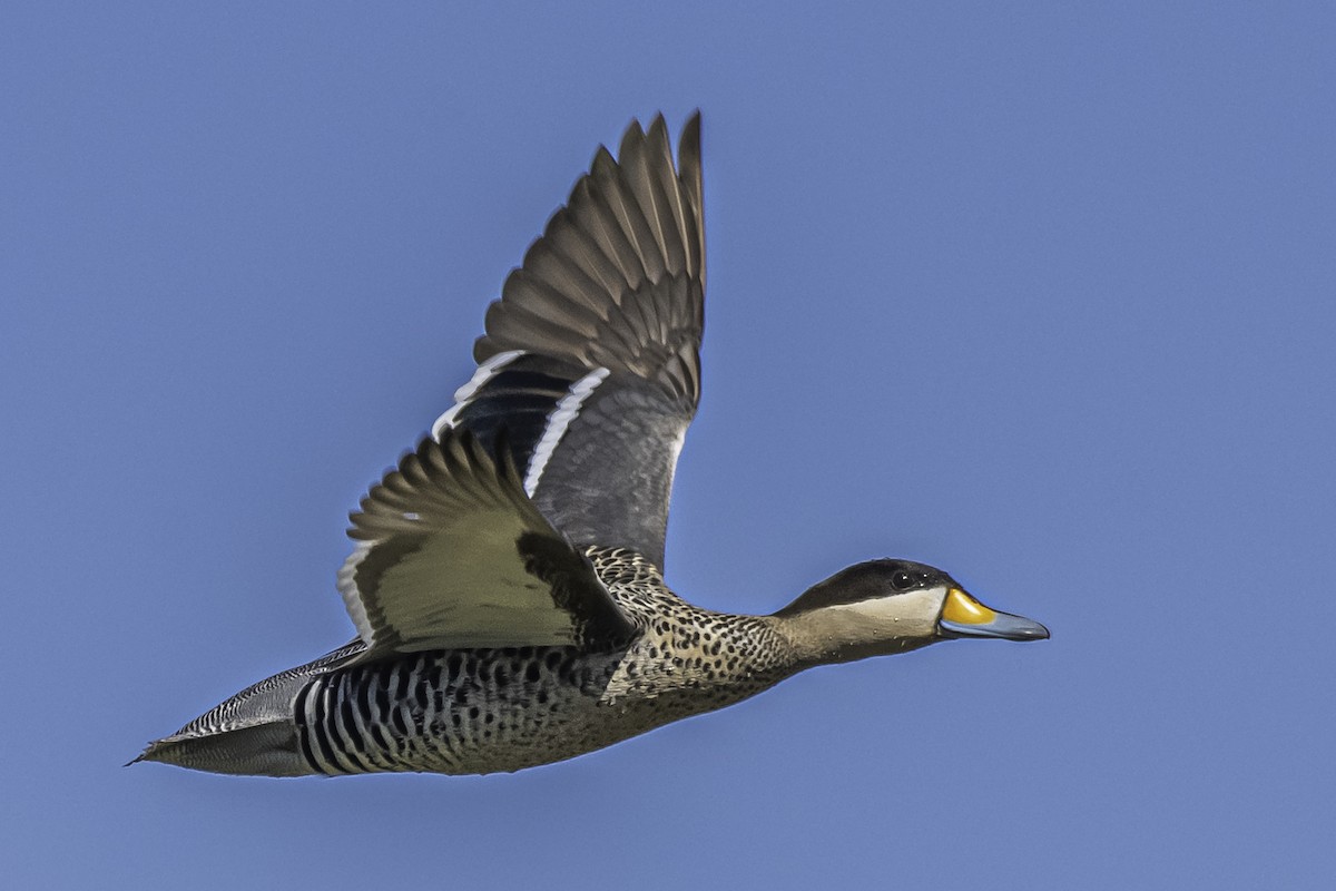 Silver Teal - Amed Hernández