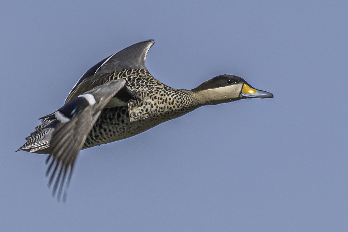 Silver Teal - Amed Hernández