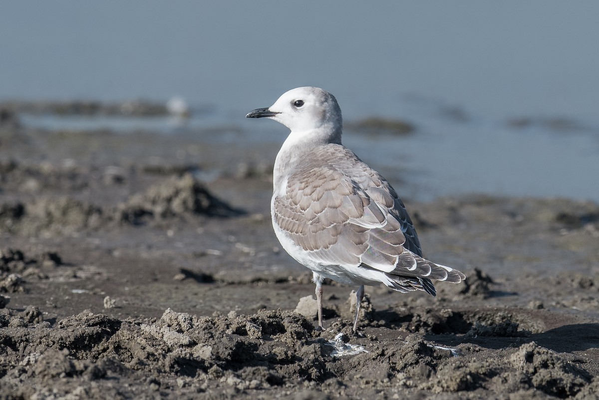 Sabine's Gull - Jeff Bleam