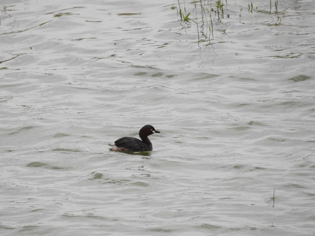 Little Grebe - ML268068961