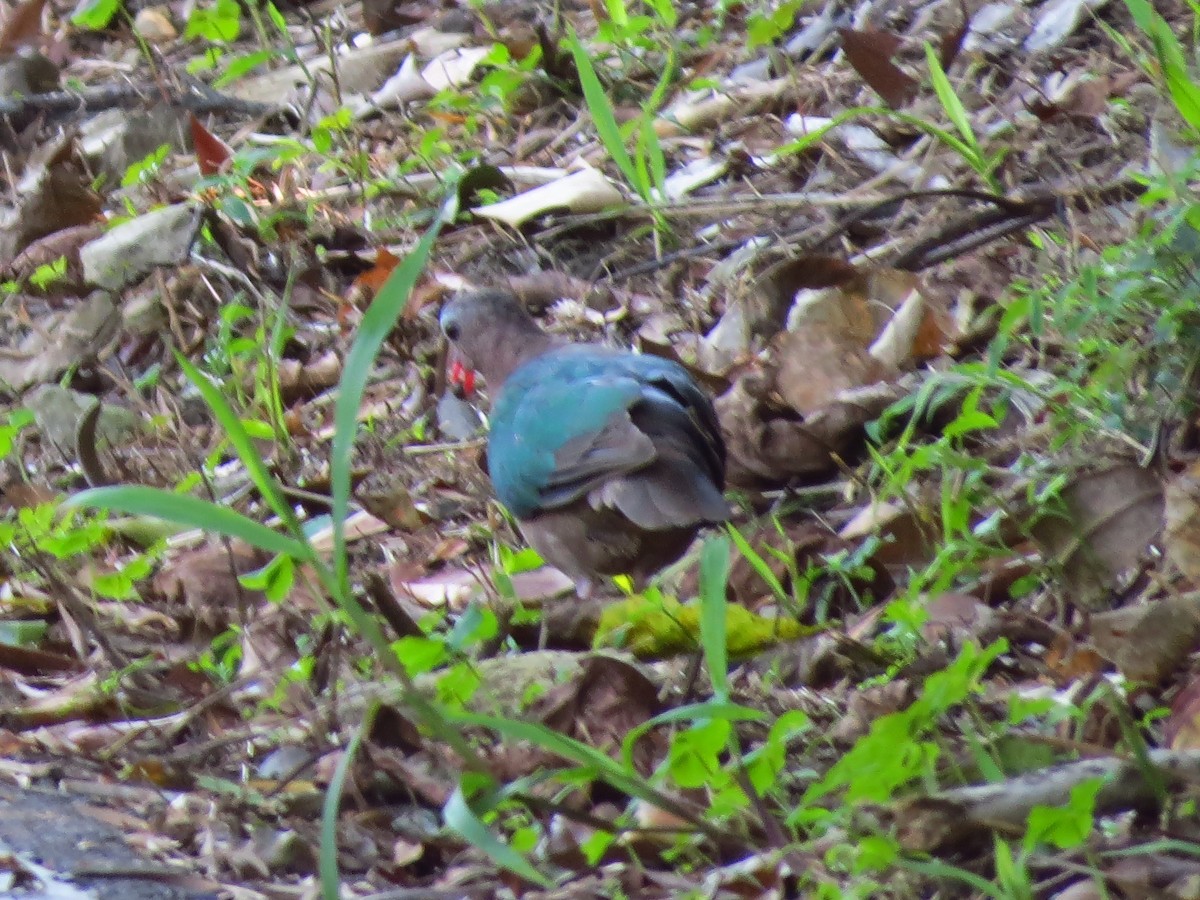 Asian Emerald Dove - Donnie Tsui