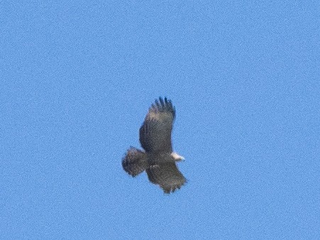 Mountain Hawk-Eagle - Ben Tsai