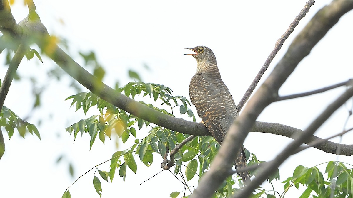 Common Cuckoo - ML268072811