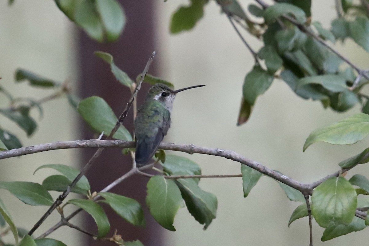 Broad-billed Hummingbird - ML268073471